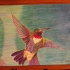 Hummingbird, colored pencil, paper SOLD